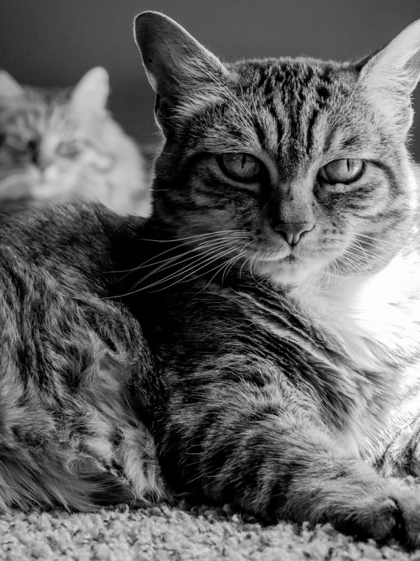 Roland & Julian